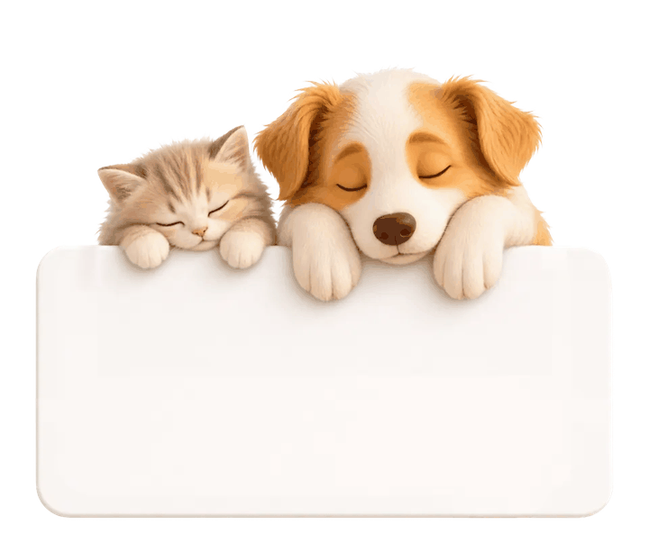 猫咪和狗狗在家中一起休息